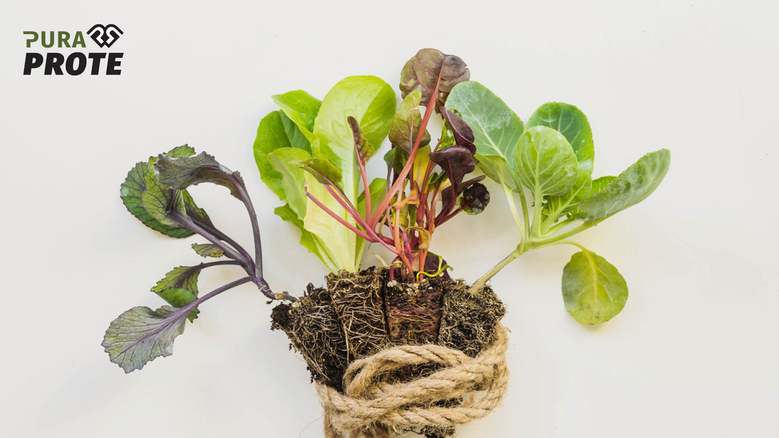 Fotografía de plántulas de vegetales verdes con raíces, atadas con cuerda