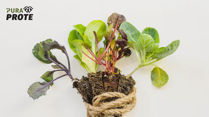 Fotografía de plántulas de vegetales verdes con raíces, atadas con cuerda